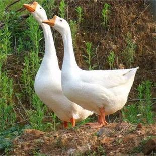 �a������Z���������Z�ļ��a���Z���Z����������l���Z����Z��