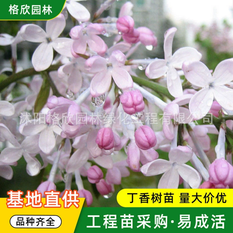 Оптовая Сирень Рассада Сад Декоративный Проект Озеленения Кластер Рассады Горшечное растение с белой сиренью и сиренью