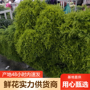 Yellow Warbler Flowers Huang Ying Flowers Yunnan Flower Base Direct Approval Wedding Flower Shop Stall Flowers Community Group Purchase Supply