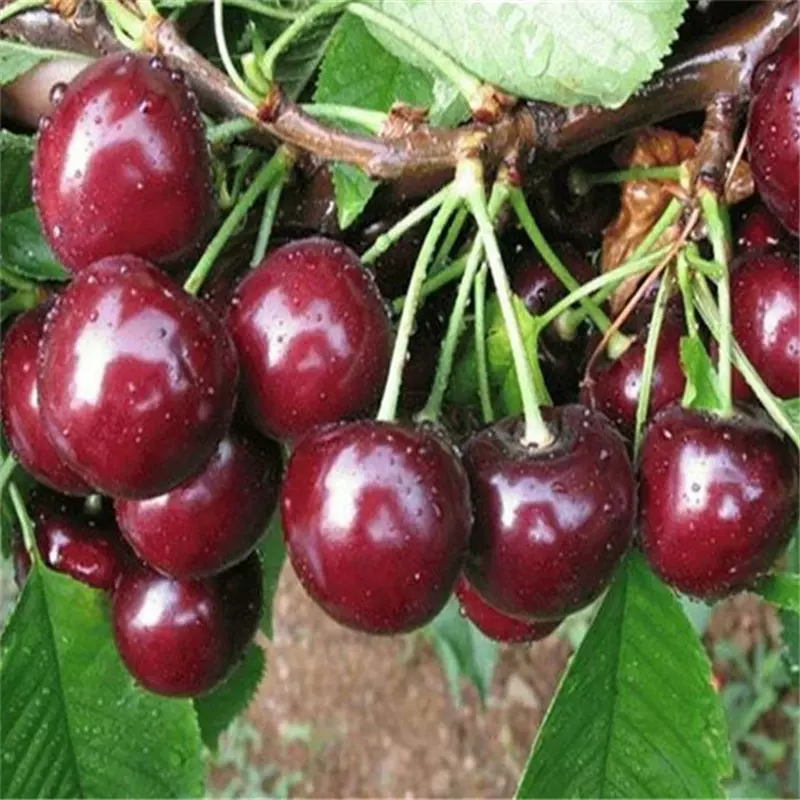 车厘子基地直发批发南北种植车厘子盆栽地载庭院果苗