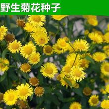 野菊花种子盆栽阳台室内花卉种籽贡菊野生菊花泡茶杭白菊种孑菊花