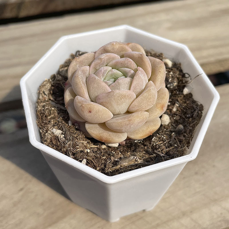 [희귀] 다층 통제 설탕 하트 3-4cm (플라스틱 화분에 심어 배송)