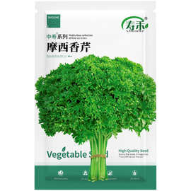 法国欧芹摩西香芹种子苗西芹种籽孑四季秧苗菜苗蔬菜菜种芹菜菜籽