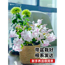 蟹爪兰盆栽带花苞嫁接重瓣双层仙人指新品阳台花卉绿植物室内花苗