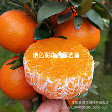 ����42̖�F�������Ә��籡Ƥ�o�ѐ���38̖�����������s���Ϸ��Nֲ