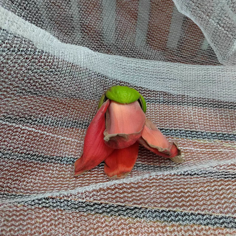 果园防鸟网 农业生态葡萄樱桃稻谷种殖基地尼龙防护网源头厂批发