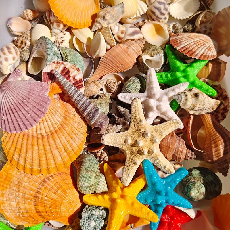 Fish Tank Natural Shell Conch Sea Star Creative Landscape Coral Shellfish Aquarium Hermit Crab Decoration Package