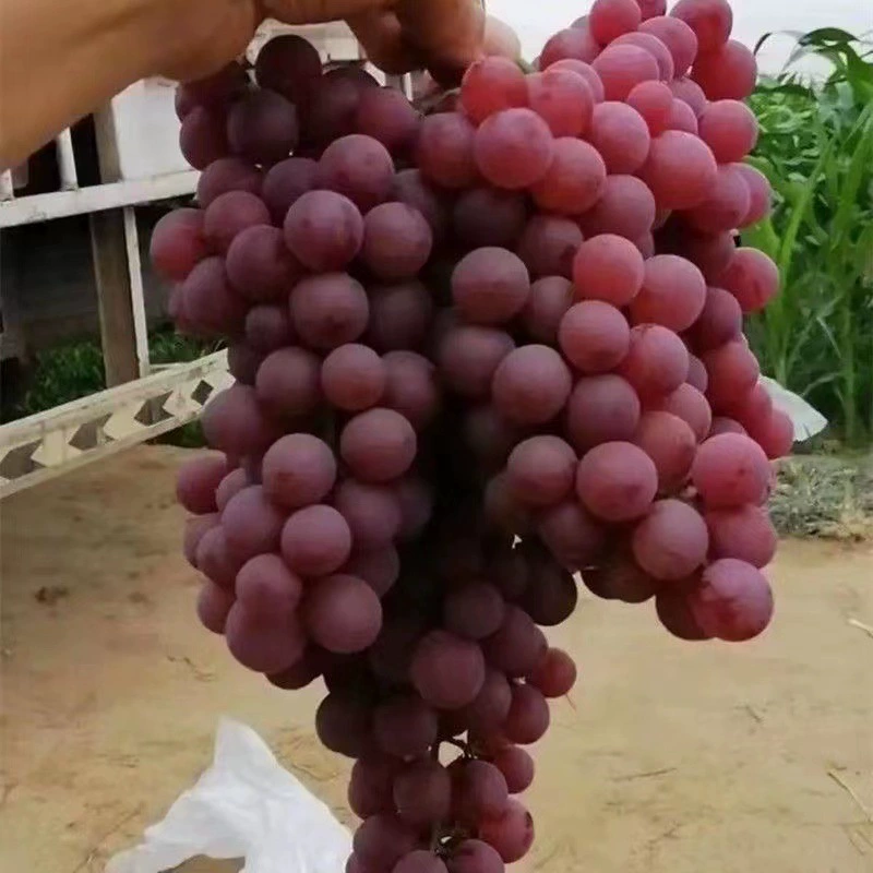 Бессемянная Рубин Винограда Рассада Шаньдун Высокое Качество Сорта Рассады Винограда Рубин Сорт I Сорт Рассады Винограда Более 0,5