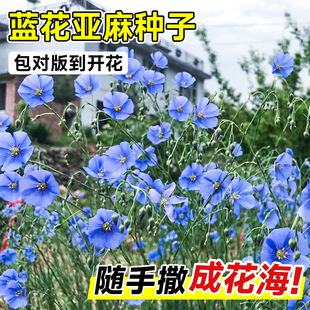 Blue Flower Linen Flower Seeds Perennial Plant Double Petal Sunflower Seeds Wildflower Combination Perennial Four-Season Green Sowing
