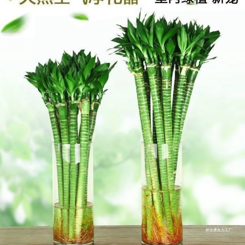 Bring the roots of Wenchang Bamboo Dragon Bamboo Fortunately