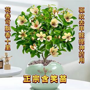 ��Ц�����Ԙ��玧���������ͻ����҃����̨ͥԺ�����ļ��_��ֲ��