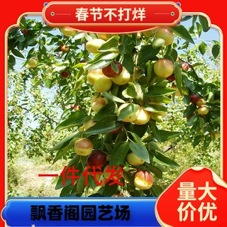一件代发嫁接枣树苗沾化冬枣苗青枣树果苗南北方庭院盆栽地栽种植