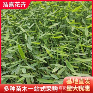 Ziziphus Aquatic Plant Evergreen Aquatic Iris Yellow Iris Greening Project Seedlings Ziziphus Seedlings