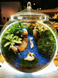 玻璃工艺品;微景观;微景观瓶