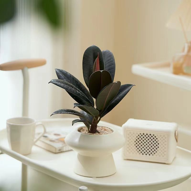 Scandinavian Ins Potted Indoor Flower Office Desktop Living Room Purifying Air Green Plant Scandinavian Ins Potted Indoor Flower Office Desktop Living Room Purifying Air Green Plant