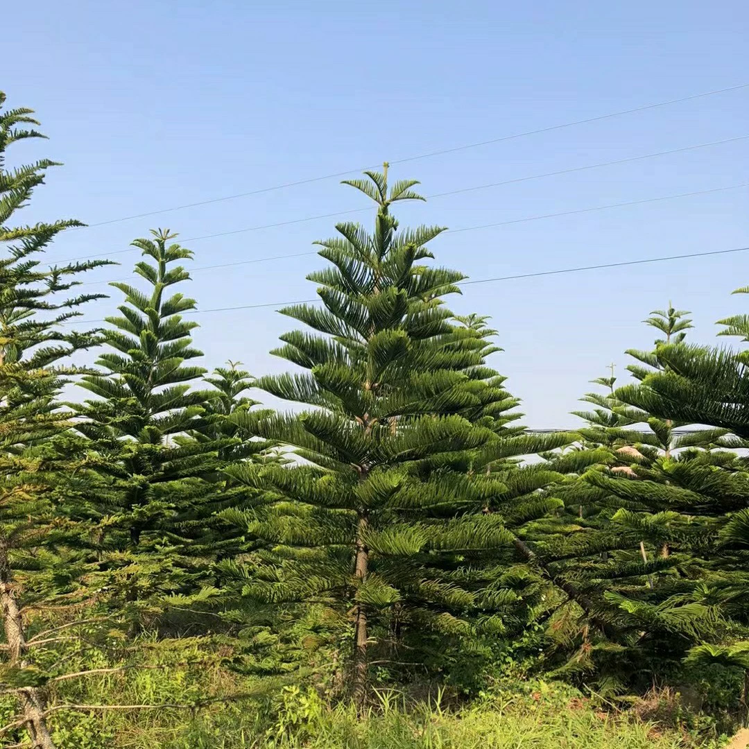 2304 питомник очищает аукарии 8-11 минут