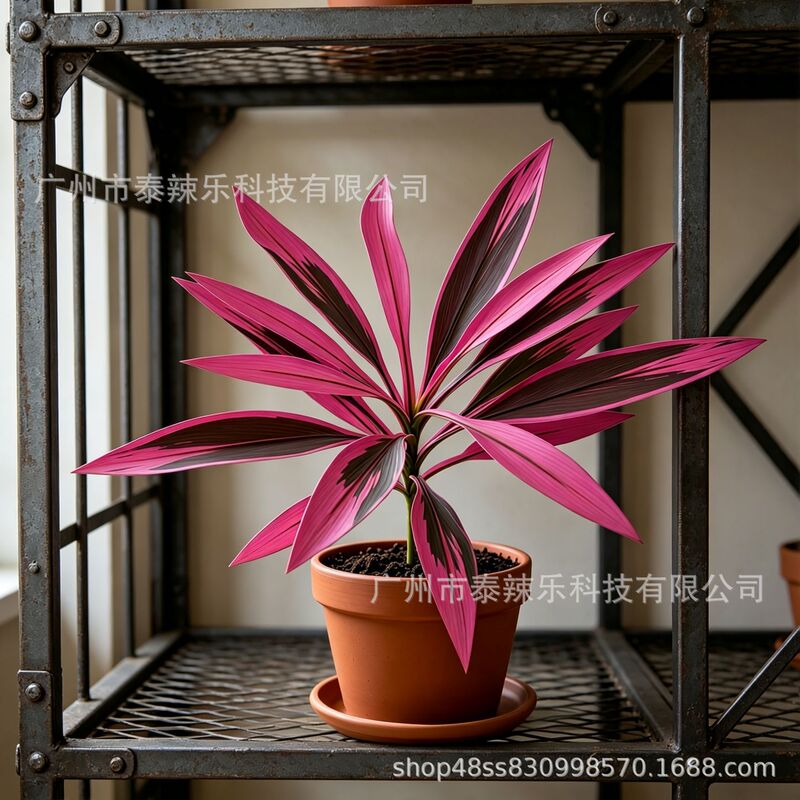American-Style Cross-Border Amazon Product: Ficus Lyrata, Brazilian Wood Leaves, Bird's Nest Fern, Artificial Green Leaves for Landscaping Decoration American-Style Cross-Border Amazon Product: Ficus Lyrata, Brazilian Wood Leaves, Bird's Nest Fern, Artificial Green Leaves for Landscaping Decoration