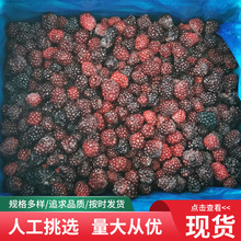 速凍冷凍新鮮黑莓凍果批發零售種植黑莓凍果樹莓凍果速凍黑莓