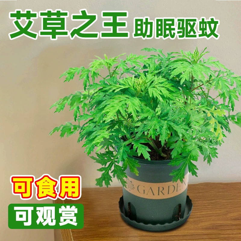 Растение в горшке из полыни для фестиваля лодок-драконов, свежее и съедобное, легко поддерживать в помещении и на открытом воздухе на балконе, растение, отпугивающее комаров, маленькое зеленое растение, рассада полыни.