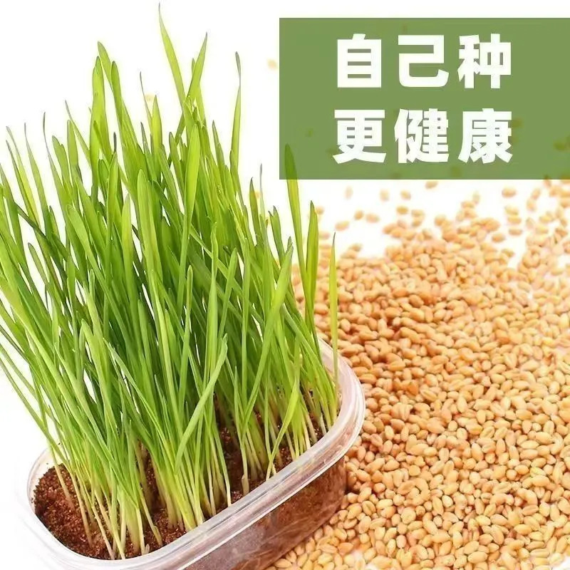 Homegrown New Wheat Seeds, Dried Wheat Grains, Maltose Wheat Grains with Skin, Edible Hydroponic Fishing Cat Grass Seeds