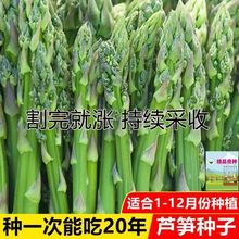 【可持续采收20年】芦笋种子一年四季种庭院盆栽有机蔬菜种子菜籽