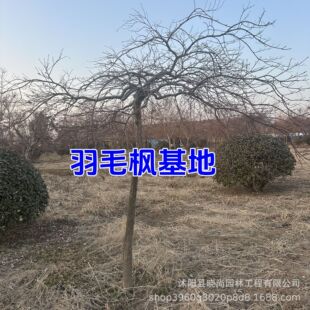 ��ë������t����ɽ��ë�����͘������ë���a�؃r��t�~��ë����