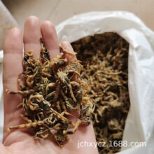 全蝎干货货源清水全虫新货无杂质散装500g蝎干一斤装蝎干