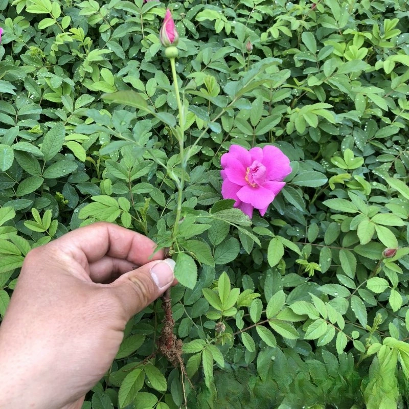 Роза рассады годовой четыре сезона Роза рассады базы Оптовые Многолетние растения