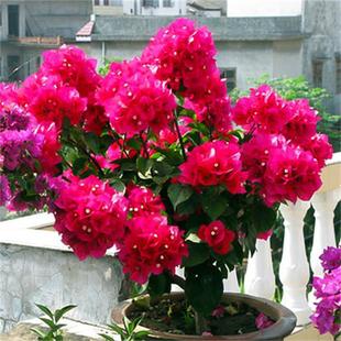 �ذ�t����÷���Ԏ�������÷���ڻ�Ʒ�N�����Ϙ��҃Ȼ���ֲ���ļ�