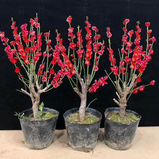 紅梅盆栽圖片- 海量高清紅梅盆栽圖片大全- 阿里巴巴