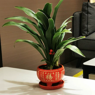 金边青叶万年青喜荫常青盆栽阳台室内花植物绿植花卉耐寒花冬不凋