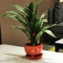 万年青金边植物耐寒花卉