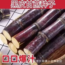 �߮a����N�Ӻ�Ƥ����N���ļ����N���������Ϸ�������U�N����Ƥ