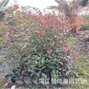 Red Leaf Heather Seedlings Wholesale Municipal Works Courtyard Greening Red Leaf Heather Cup Seedlings Ground Seedlings Hedge Ball