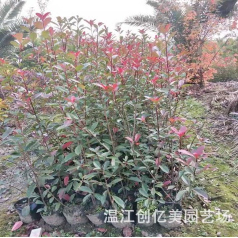 红叶石楠苗批发市政工程庭院绿化红叶石楠杯苗地苗绿篱球