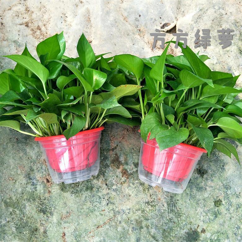 게으른 흡수성 화분 2개(빨간색 화분 포함) + 비료 2개 [높이 30Cm 대형 포토스]