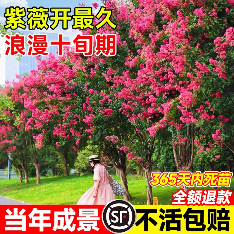 Саженец мореного мореного в горшке, красный цветок на сто дней, старый сучок во дворе, растение для зеленения на открытом воздухе в вилле, большой саженец во дворе для всех сезонов.