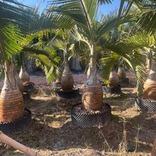 ���Ͼ�ƿҬ���ؙ��;G����������50�^��2�׹ڷ�ͥԺ�е��L����