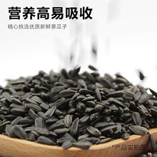 当年新黑珍珠小瓜子葵花子油葵籽鹦鹉鸟食仓鼠粮鸽粮黑瓜子鸟粮