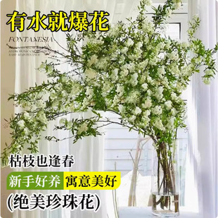 Snow Willow Fresh Branches Hydroponic Dry Branches Pearl Plum Green Plants Indoor Florals Water-Raised Florals Dragon Willow Potted Flower Arrangement
