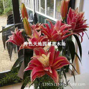 Perfume Lily Bulb Potted Flower Seeds Double-Petaled Multi-Bud Indoor Easy to Grow Balcony Courtyard Blooming in All Seasons