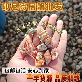 ����ľ�з�������l�������֔[����������Ұ׵�ˮ��������С��з