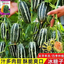 �������ϷN��һ���ļ��Nֲ�߮a��ϷN���ִ�С����ͥԺˮ���N��