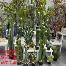 ���W���ͷ�������������������ɳĮ����Gֲ����b����쾰����