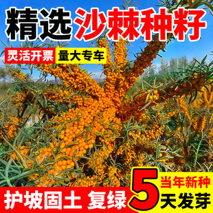 ɳ���N���ͺ���ؚ�������o�¹����ݷN�ѹ��̏;G���Lɳ��ľ�N��