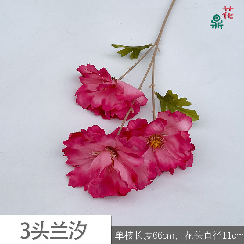3두 란시 YYS 로즈 핑크