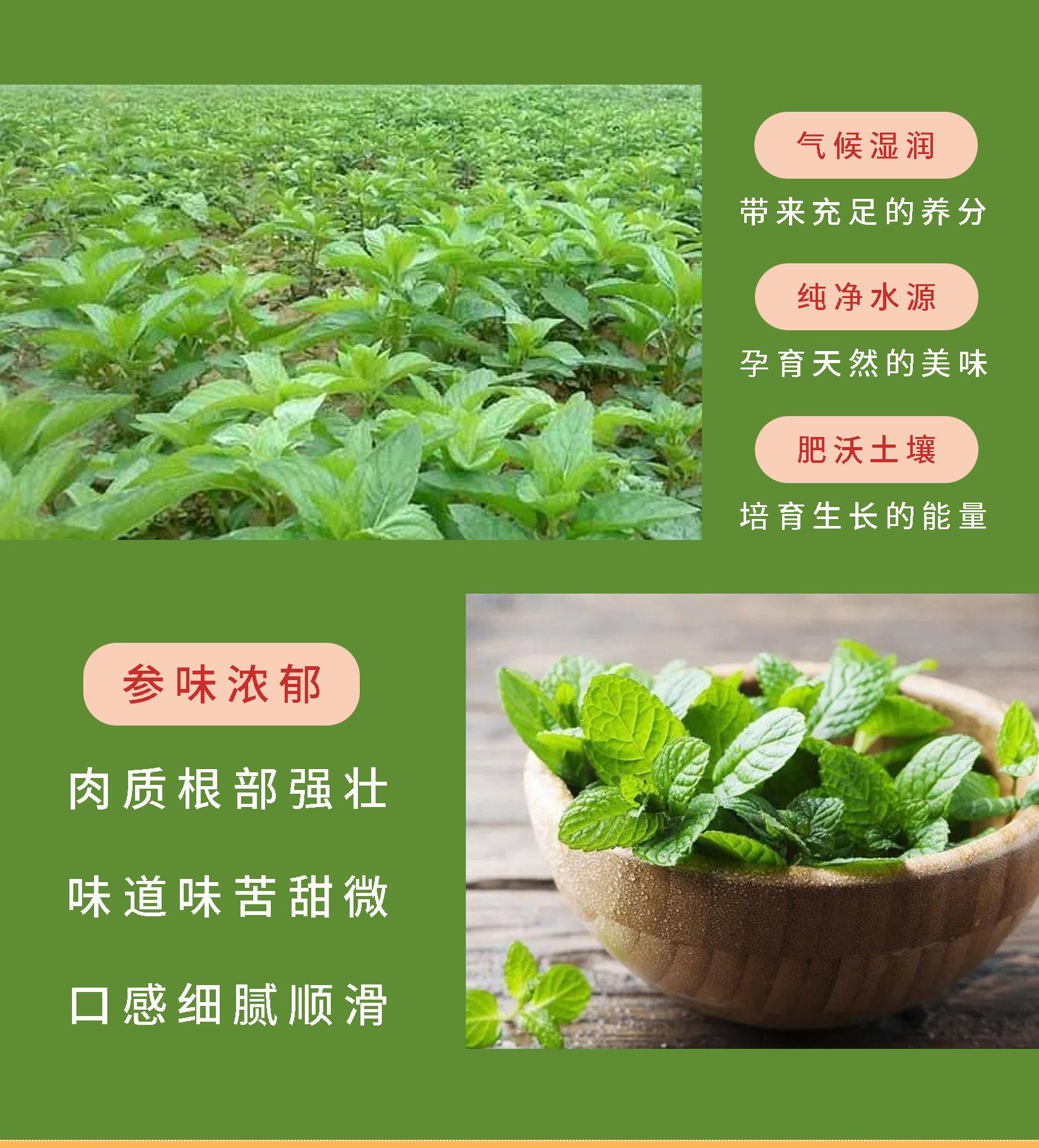 Mint Sanqing Drink (Bo He San Qing Yin) — Herbal Botanical Beverage with Barley, Cassia & Mint, 100ml Portable Packs specifications
