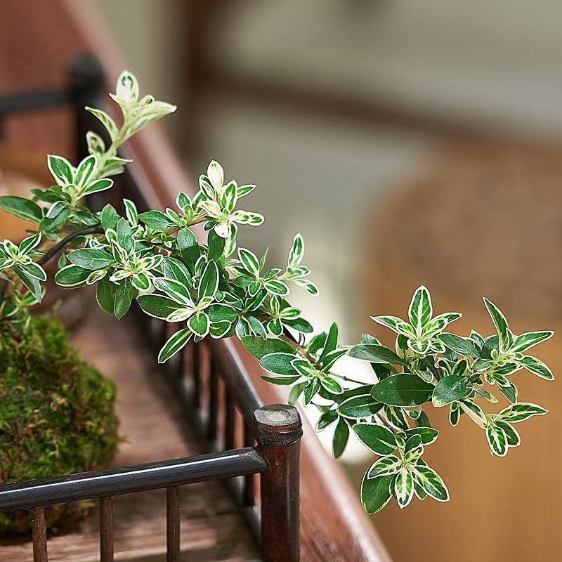 金縁の六月雪崖の形は盆栽植物を育てやすい、オフィスの緑の植物、小さな鉢植え、中国風のリビングルームの装飾品です。|undefined