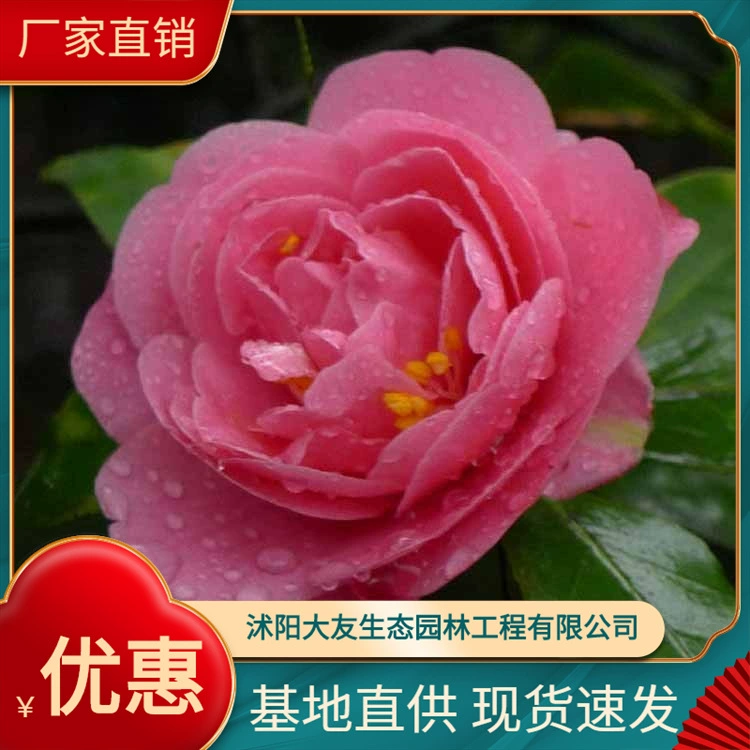 Поставка всех видов инженерного озеленения большое количество оптовых саженцев камелии полные спецификации