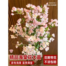 ���z���Ļ������ļ��_�������Ϙ��r����ֲ���辰�Gֲ�҃��껨���B